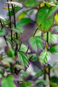 Parrotia persica 'Persian Spire - 150-175 CM RB - image 4