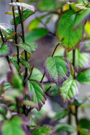 Parrotia persica 'Persian Spire - 60-70 CM C5 - image 4