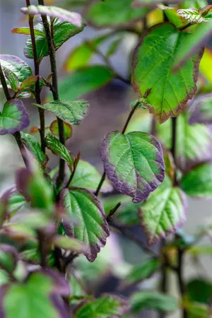 Parrotia persica 'Persian Spire - 60-80 CM C5 - image 3