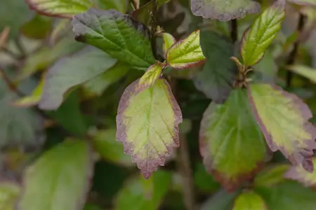 Parrotia persica 'Persian Spire - P9 - image 2
