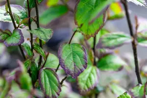 Parrotia persica 'Persian Spire - 125-150 CM RB - image 3