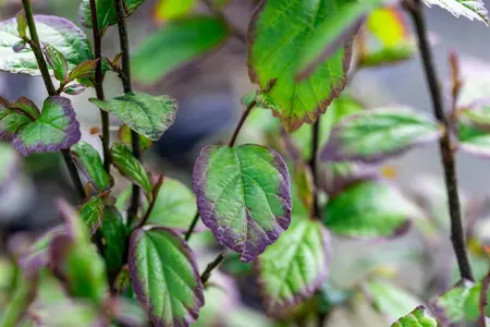Parrotia persica 'Persian Spire - P11 - image 2