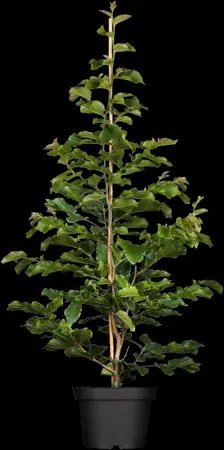 Parrotia persica 'Persian Spire - P10.5 - image 1