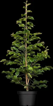 Parrotia persica 'Persian Spire - 25-30 CM P9 - image 1