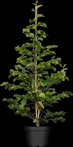 Parrotia persica 'Persian Spire - 175-200 CM C30 - image 1