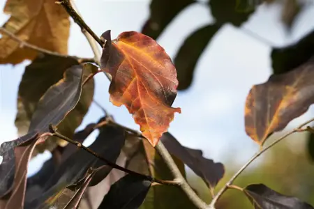 Parrotia persica 'Vanessa' - 10-15 CM BARE ROOT - image 1