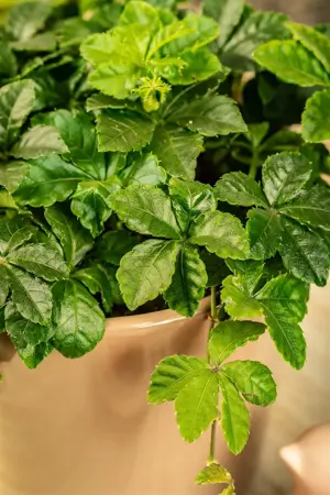 Parthenocissus henryana - 2 Ltr, 3 canes - image 2