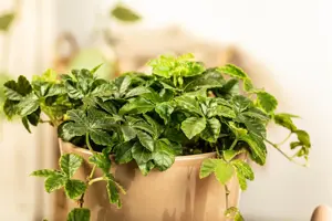 Parthenocissus henryana - C2, single cane (60 cm) - image 5