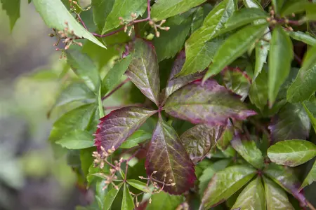 Parthenocissus mix - 2 Ltr, 3 canes - image 3