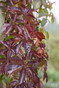 Parthenocissus quinquefolia - 2 Ltr, 3 canes - image 2