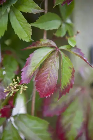 Parthenocissus quinquefolia - 2 Ltr, 3 canes - image 3