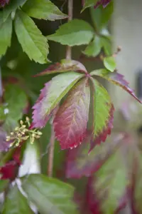 Parthenocissus quinquefolia - 2 Ltr, 3 canes - image 3
