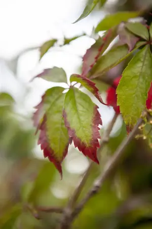 Parthenocissus quinquefolia - 2 Ltr, 3 canes - image 4