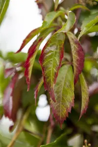 Parthenocissus quinquefolia - 2 Ltr, 3 canes - image 5
