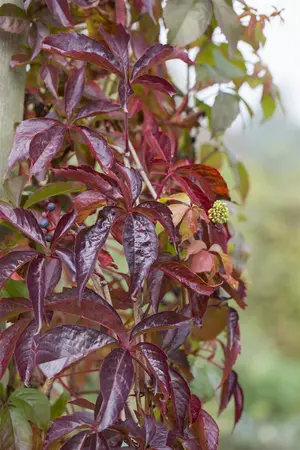 Parthenocissus quinquefolia - 175-200 CM C10 - image 2