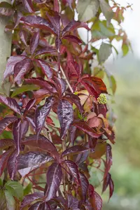 Parthenocissus quinquefolia - 175-200 CM C10 - image 2