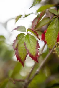 Parthenocissus quinquefolia - 125-150 CM C5 - image 4