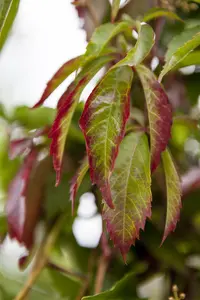 Parthenocissus quinquefolia - 1.5 Ltr pot - image 5