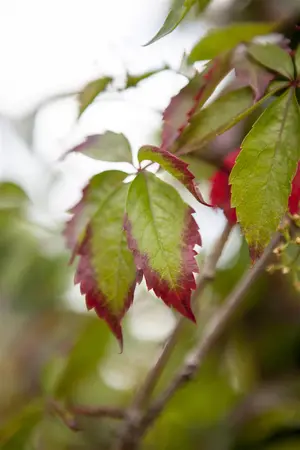 Parthenocissus quinquefolia - Liners bare root - image 4