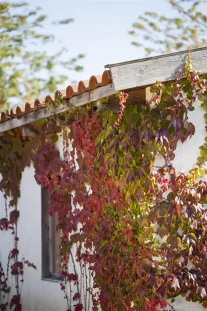 Parthenocissus quinquefolia - 2 Ltr, 3 canes - image 1