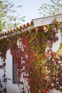 Parthenocissus quinquefolia - 150-175 CM C5 Caned - image 1