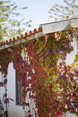 Parthenocissus quinquefolia - 100-125 CM C5 - image 1
