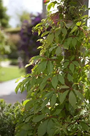 Parthenocissus quinquefolia 'Engelmannii' - 2 Ltr, 3 canes - image 2