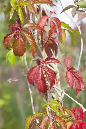 Parthenocissus quinquefolia 'Engelmannii' - 2 Ltr, 3 canes - image 3