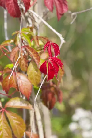 Parthenocissus quinquefolia 'Engelmannii' - P9 - image 5
