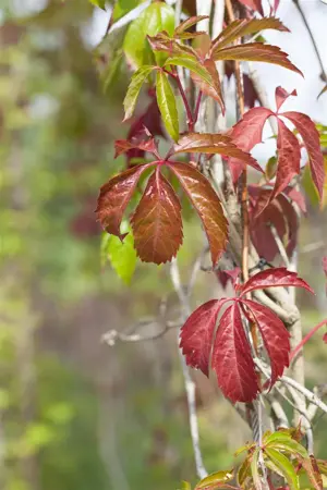 Parthenocissus quinquefolia 'Engelmannii' - 150-175 CM C5 Caned - image 4