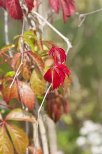 Parthenocissus quinquefolia 'Engelmannii' - 150-175 CM C5 Caned - image 5