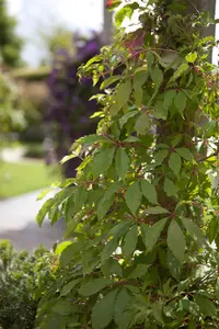 Parthenocissus quinquefolia 'Engelmannii' - 80-100 CM C2 CANED - image 2