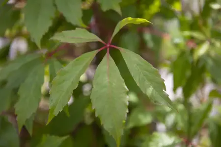 Parthenocissus quinquefolia 'Engelmannii' - 150-175 CM C5 Caned - image 1