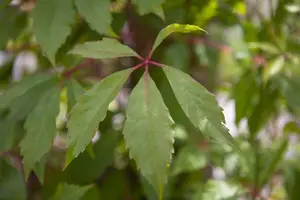 Parthenocissus quinquefolia 'Engelmannii' - 80-100 CM C2 CANED - image 1