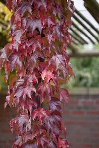 Parthenocissus tricus. 'Lowii' - 80-100 CM C2 - image 2