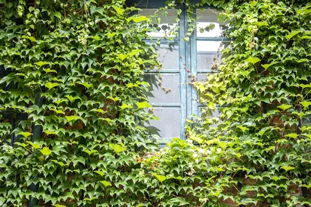 Parthenocissus tricus. 'Lowii' - 80-100 CM C2 - image 3