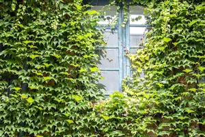 Parthenocissus tricus. 'Lowii' - 80-100 CM C2 - image 3