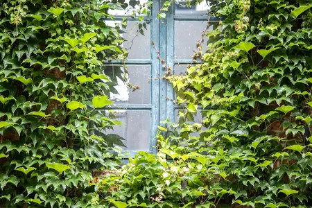 Parthenocissus tricus. 'Lowii' - 80-100 CM C2 - image 5
