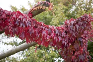 Parthenocissus tricus. 'Veitch Boskoop'