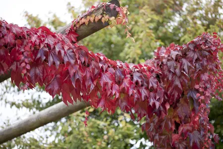 Parthenocissus tricus. 'Veitch Boskoop' - P9