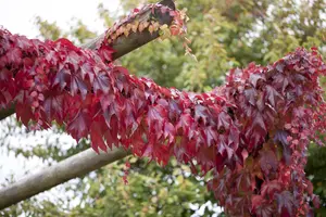 Parthenocissus tricus. 'Veitch Boskoop'