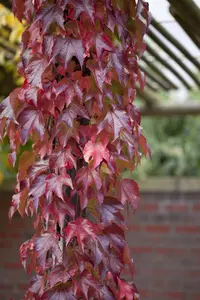 Parthenocissus tricus. 'Veitch.Robusta'