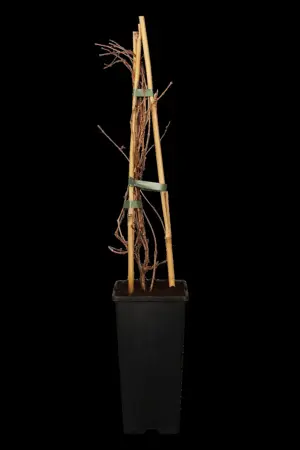 Parthenocissus tricus. 'Veitchii' - 2 Ltr, single cane - image 1