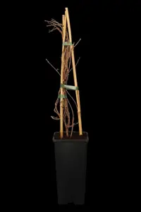 Parthenocissus tricus. 'Veitchii' - 60-80 CM C2 - image 5