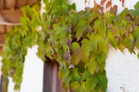 Parthenocissus tricus. 'Veitchii' - 2 Ltr, single cane - image 3