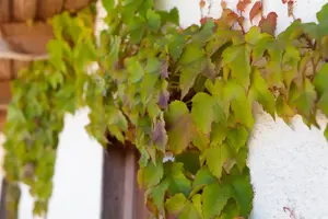 Parthenocissus tricus. 'Veitchii' - 2 Ltr, single cane - image 3
