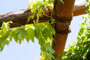 Parthenocissus tricus. 'Veitchii' - 2 Ltr, single cane - image 5