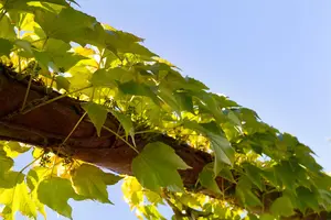 Parthenocissus tricus. 'Veitchii' - 80-100 CM C3 - image 4