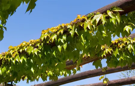 Parthenocissus tricus. 'Veitchii' - 2 Ltr, single cane - image 4