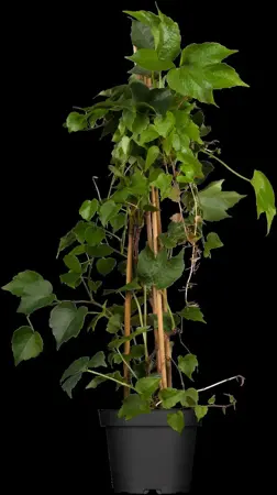 Parthenocissus tricus. 'Veitchii' - 2 Ltr, single cane - image 2